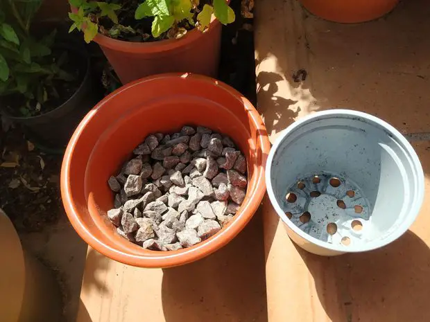 Different pot sizes are appropriate for different plant sizes. Larger jasmines need larger pots.