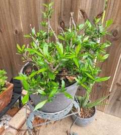 After some love, my established gardenia was able to cope better with the cold winter, it didn't keep one flower though!