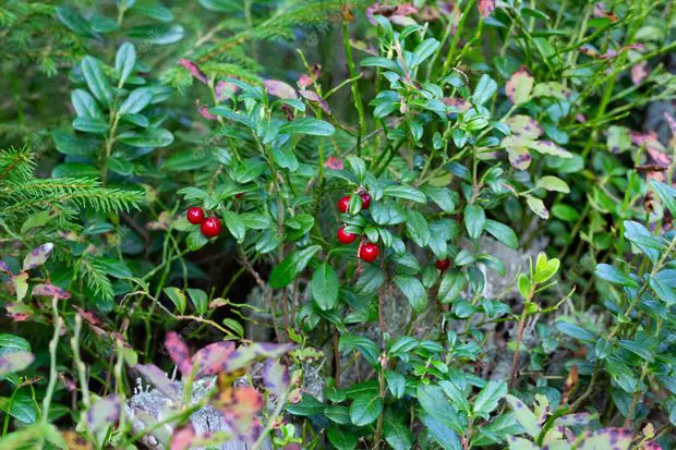 Tomatoe vines are not the best choice to plant next to jasmine plants