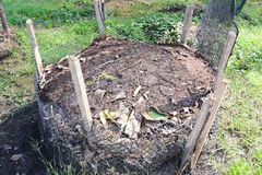 Compost and manure Jasmine are key in fixing Jasmine red leaves.