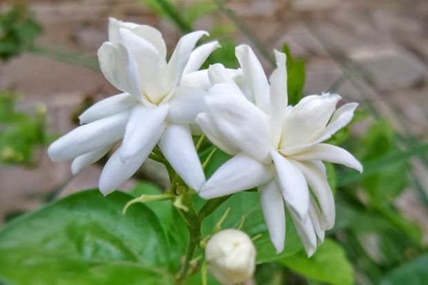 In this post we will be explaining how to keep your Arabian Jasmine indoors during winter