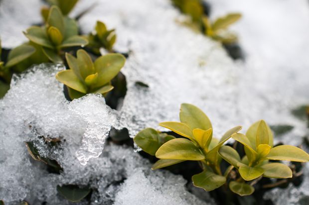 In this article, we will dive deep into the points to consider when preparing a Jasmine plant for the winter.