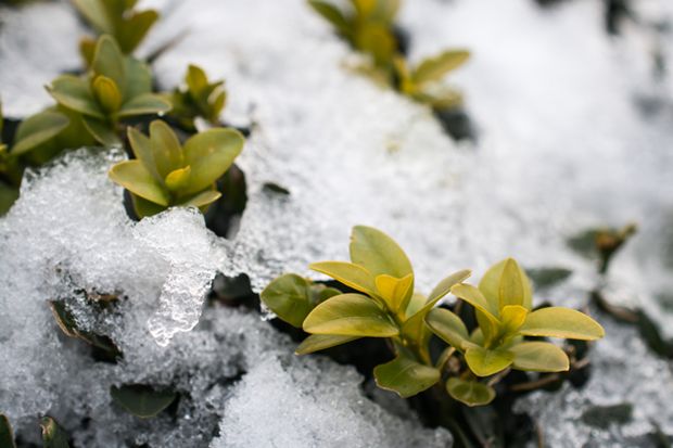 In this post, we will be discussing how to care for Jasmine during the winter time.