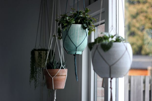 In this post we will describe the top 5 aerial plants to enjoy indoors or outdoors in your home.