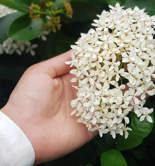 In this post we will describe all the spiritual and cultural significance of Jasmine flowers