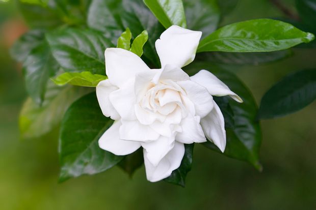 In this post, we will discuss the required tips to keep our gardenias alive in the winter